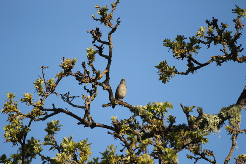 iNaturalist observation photo of Golden-crowned Sparrow