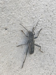 Xylotrechus sagittatus