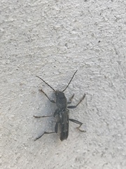Xylotrechus sagittatus