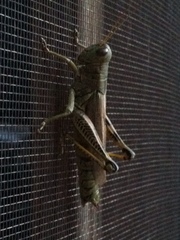 Melanoplus differentialis