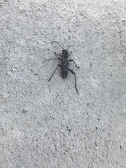 Xylotrechus sagittatus