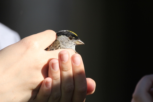 iNaturalist observation photo of Golden-crowned Sparrow