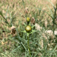 Coreopsis lanceolata