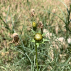 Coreopsis lanceolata