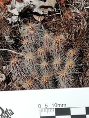 Echinocereus