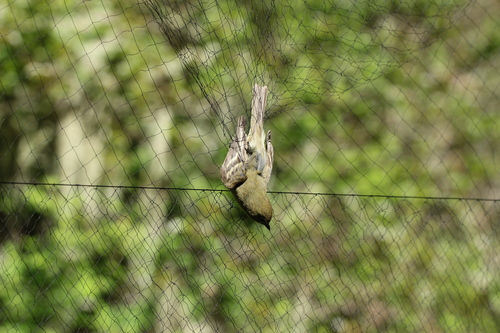 iNaturalist observation photo of Western Flycatcher