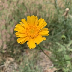 Coreopsis lanceolata