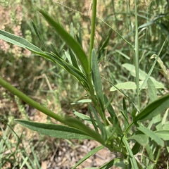 Coreopsis lanceolata