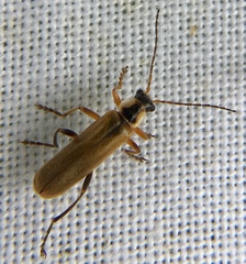 Cantharis decipiens