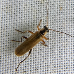 Cantharis decipiens