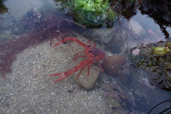 Grimothea planipes