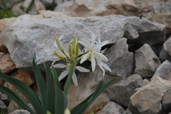 Pancratium illyricum