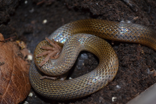 Photo of a Blood Snake (Stenorrhina freminvillei)
