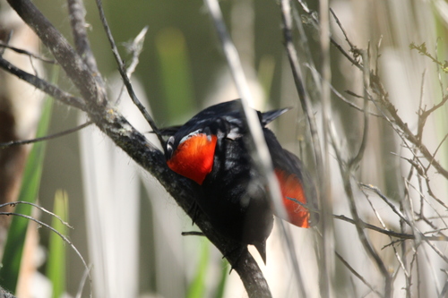 iNaturalist observation photo of Red-winged Blackbird