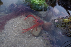 Grimothea planipes