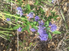 Ceanothus lemmonii