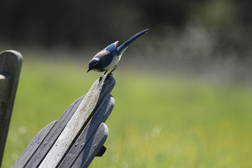 iNaturalist observation photo of California Scrub-Jay
