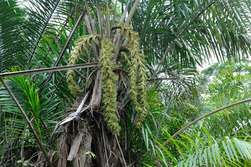 Raphia taedigera - Whole tree