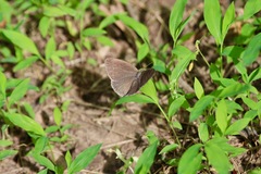 Hermeuptychia sosybius