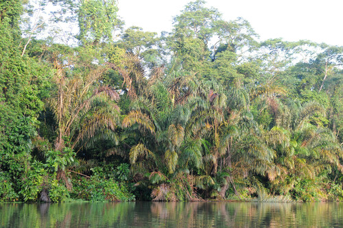 Raphia taedigera - Leaves