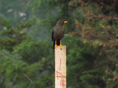 Turdus fuscater