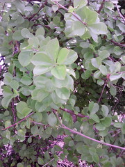 Leuenbergeria guamacho