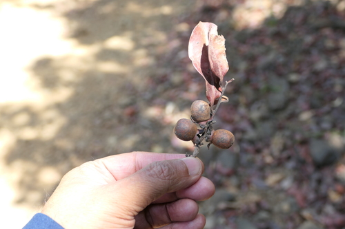 Diospyros sylvatica observed 2024-05-02