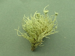 Usnea pusilla