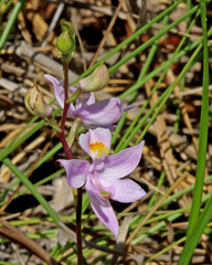 Calopogon multiflorus