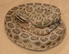 Sistrurus tergeminus