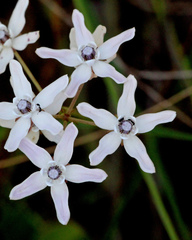 Asclepias feayi