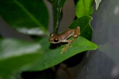Sumichrast's Treefrog photo 5
