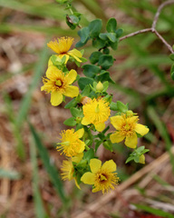 Hypericum myrtifolium