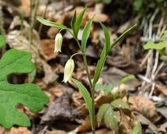 Uvularia puberula