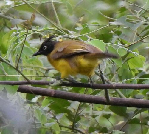 Black-crested Bulbul
