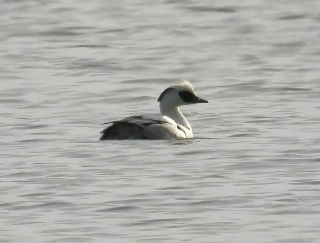Smew from Новгородский р-н, Новгородская обл., Россия on May 10, 2024 ...
