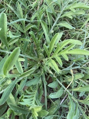 Ratibida columnifera