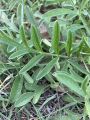Ratibida columnifera