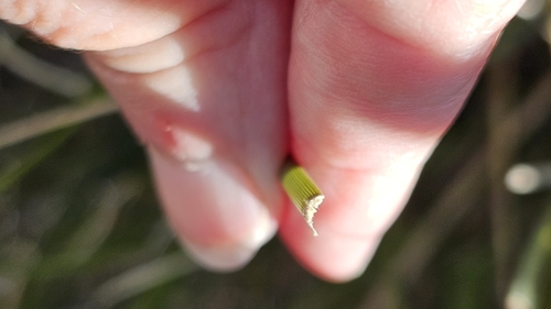 Image of Lomandra effusa by (c) Rosalie Lawrence, some rights reserved (CC BY)