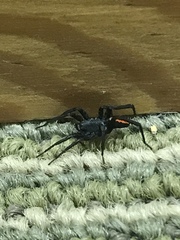 Castianeira descripta