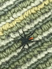 Castianeira descripta