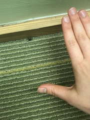 Castianeira descripta