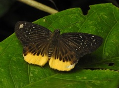 Mooreana trichoneura