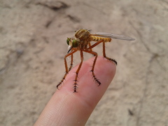 Diogmites angustipennis