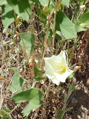 Calystegia malacophylla