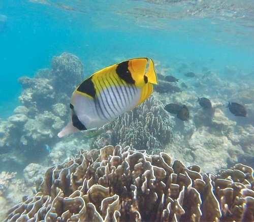 Saddleback Butterflyfish — seen at this dive site