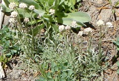 Antennaria rosea