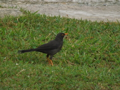 Turdus fuscater