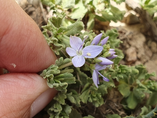Image of Veronica rosea by (c) Mehdi Chetibi, some rights reserved (CC BY)