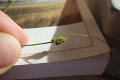 Carex leavenworthii